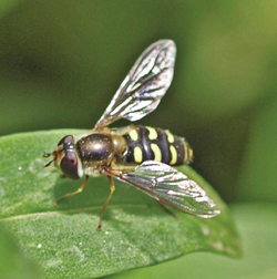 Photograph of adult hoverfly.